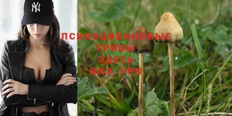 купить наркотики цена  Новое Девяткино  Псилоцибиновые грибы Psilocybe 