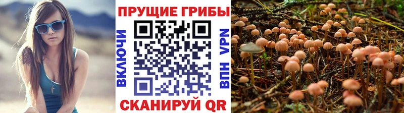 цены   OMG сайт  Псилоцибиновые грибы мицелий  Новое Девяткино 